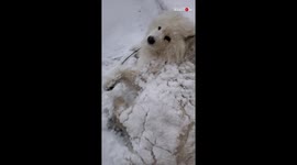I'm right here, mama: Samoyed dog has cutest reaction to being called by owner