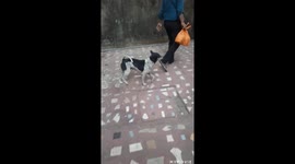 Bullet browny lunchtime