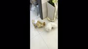 temp