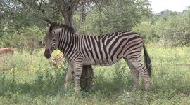 Blessed relief! Zebra scratches its itchy bits against a tree