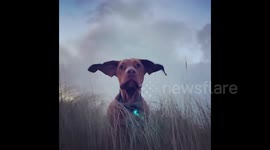 UK: Vizsla Turns Into Dumbo With Wind Blowing In His Face