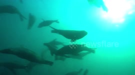 Incredible footage shows freediver swimming with mob of sea lions