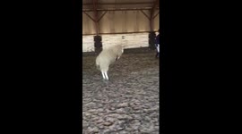 A sheep is being trained to jump and dance after he leapt out of pen