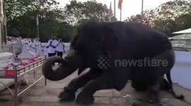 Elephant offers flowers to Lord Buddha in Sri Lanka