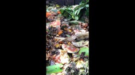 TikToker shows how private Indonesian island disposes of food waste using fly larvae