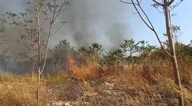 Fire rips through rubber plantation and eucalyptus gardens in northern Thailand