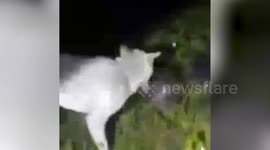 Thai man arrested after 'making his dogs attack an endangered pangolin for TikTok likes'