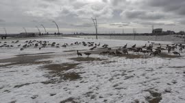 Large gaggle of Canada geese graze in the snow in Burlington Canada after failing to migrate this winter which up until now has been fairly mild possibly due to climate change