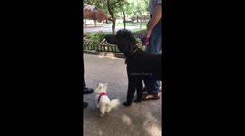 Princess and her posse!