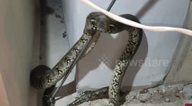 Enormous 18ft-long python found sleeping on wall next to house after eating THREE cats