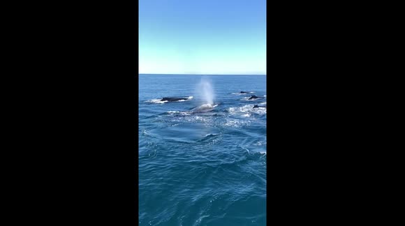 Tourists have whale of a time watching 7 humbacks off California coast