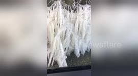 Freezing temperatures create 'ice hedge' from water splashed onto bush