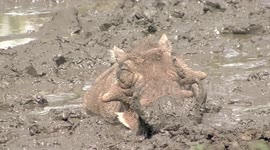 Mud, glorious mud! Warthog boar enjoys a luxurious mud bath in South Africa