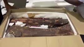 Customs officials seize red sanders worth $34,331 in southern India