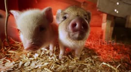 This delightful footage of piglets will definitely improve your day