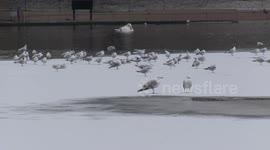 London's St James's Park lake freezes over during Storm Darcy
