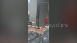 Cat owner astonished after discovering his pet could do backflips