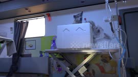 Mobile animal hospital treats stray cats and dogs around Thailand