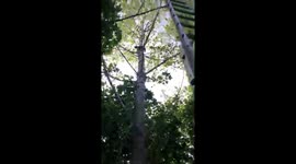 CAT RESCUE AFTER GETTING STUCK UP A TREE