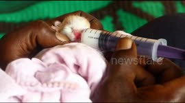 A dead Pregnant cat that was hit in the road accident was operated to  save the  kittens from its belly by a snake handler in South India