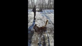 Siberian Huskies having fun in the snow brought by Storm Darcy