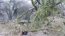 US: Icy Weather Knocks Down Trees In Salem Metropolitan Area, Oregon