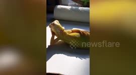 Yellow iguana sunbathes like a model posing on the beach