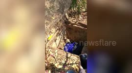 Eight puppies rescued after mother dog was killed by a truck