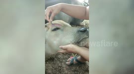 Woman applies makeup on confused buffalo preparing for beauty contest