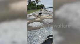 Friendly hornbill bird entertains holiday resort guest in Singapore