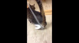 cat playing