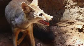 Cute fox stuck inside 80-foot well gives rescuers a hard time in western India