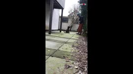 Athletic Dog Performs Impressive Jumps