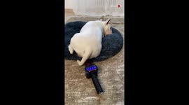 Dog Wakes Up to the Sound of Fart