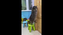 Clever raccoon learns how to open door