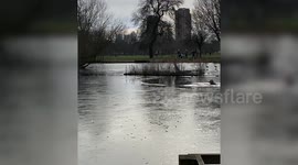 Puppy rescued from frozen lake after falling in chasing a duck