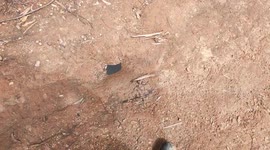 Aussie stumbles across moving 'pool' teeming with thousands of tiny insects