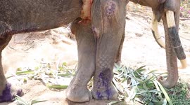 Rescuers battle to save starving elephant after being neglected at Thai tourist camp