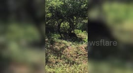 Leopard attacks baby buffalo before being chased up a tree by angry herd