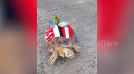 Tortoise 'taxi' lets pet birds ride on its shell Inbox