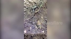 Mother scorpion carries babies on her back in Texas forest