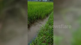 Man thought huge water hose was a snake Inbo