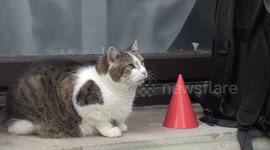 Larry the Cat gets a card & party hat to mark 10 years at Downing Street