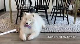 Tutorial how to draw pictures with a dog