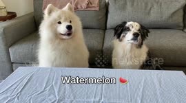Dog reviews food with his best friend