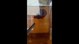 New genetics of fighting fish (betta fish)