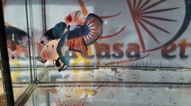 Blue Polkadot Marble Betta