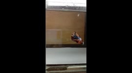 Candy Galaxy the colorful betta fish