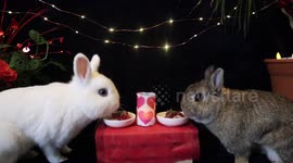 These adorable dwarf rabbits probably had a more romantic Valentine's Day than you