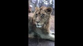 동물의 왕 사자 멋있는 야생